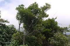 Rapanea wightiana